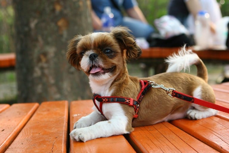 Things To Do In Scottsdale with Your Pet, Dog Parks, Dog Friendly