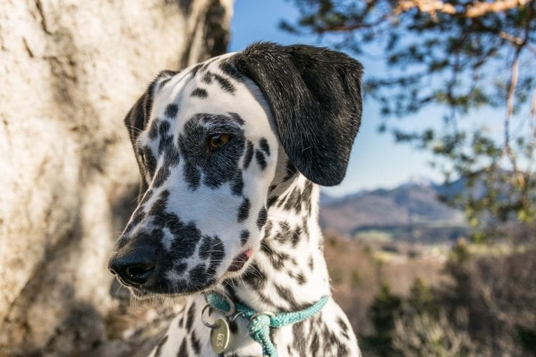 Great How Often Should I Take My Dog To The Groomer of the decade Learn more here 